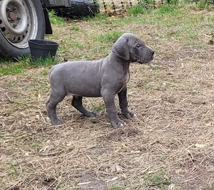 Deutsche Doggen Welpen in blau  Bild 8