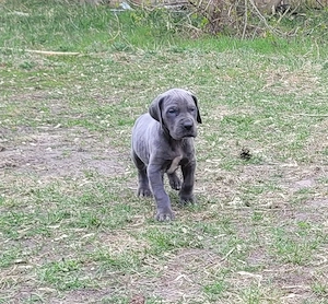 Deutsche Doggen Welpen in blau  Bild 4
