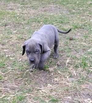 Deutsche Doggen Welpen in blau  Bild 9