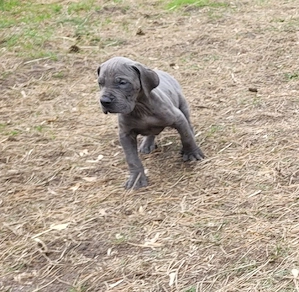 Deutsche Doggen Welpen in blau  Bild 6