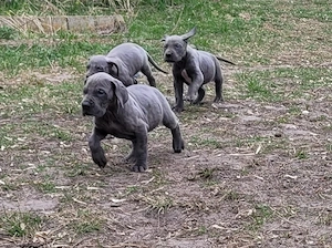 Deutsche Doggen Welpen in blau  Bild 2
