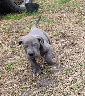 Deutsche Doggen Welpen in blau  Bild 7