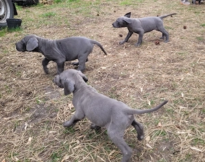 Deutsche Doggen Welpen in blau  Bild 5