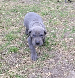 Deutsche Doggen Welpen in blau  Bild 10
