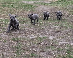Deutsche Doggen Welpen in blau 