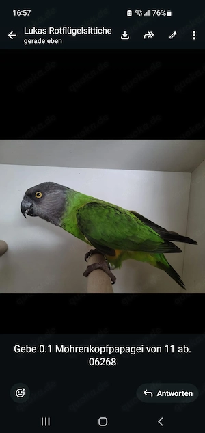 Mohrenkopfpapagei weibchen