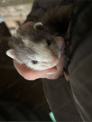 frettchenwelpen frettchen welpen