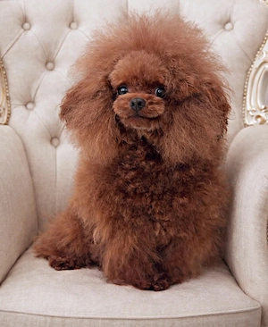  Deckrüde toypudel asiatisch genetisch getestet