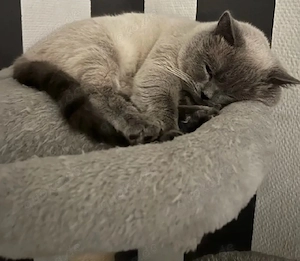 BKH blue point kater mit zubehör 