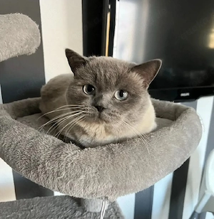 BKH blue point kater mit zubehör  Bild 2