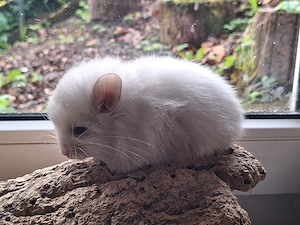 Chinchillababys Abgabeböckchchen Bild 10