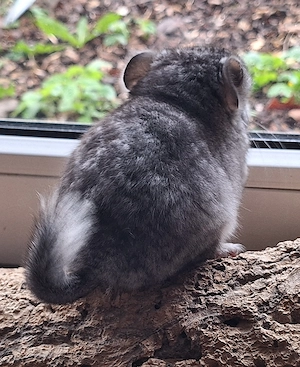 Chinchillababys Abgabeböckchchen Bild 2