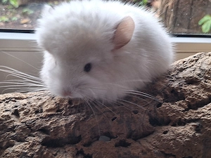 Chinchillababys Abgabeböckchchen Bild 5