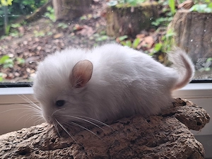 Chinchillababys Abgabeböckchchen Bild 9