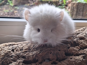 Chinchillababys Abgabeböckchchen Bild 4