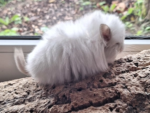 Chinchillababys Abgabeböckchchen Bild 7