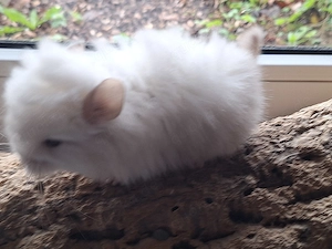 Chinchillababys Abgabeböckchchen Bild 6