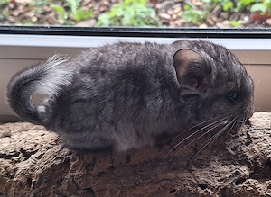 Chinchillababys Abgabeböckchchen Bild 3