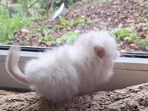 Chinchillababys Abgabeböckchchen Bild 8