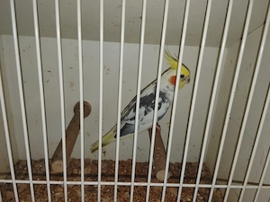 Gebe Nymphensittche ab 