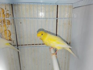 Gebe 3 Kanarienvögel ab 