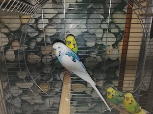 Gebe Wellensittiche ab