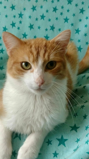 Kevin, Kater Katze, 14 Mon, kastriert