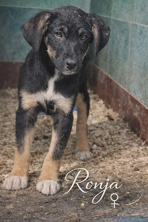 Ronja- Welpenmädchen, Welpe weiblich aus Bosnien braun schwarz
