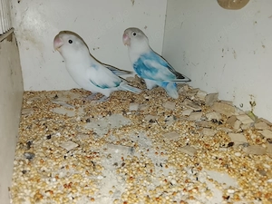 Gebe Agaponiden  Zwergpageien ab