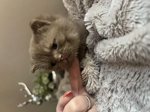 Bkh Kitten Cinnamon  Bild 2