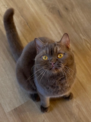 Bkh Kitten Cinnamon  Bild 8