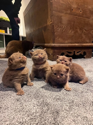 Bkh Kitten Cinnamon  Bild 7