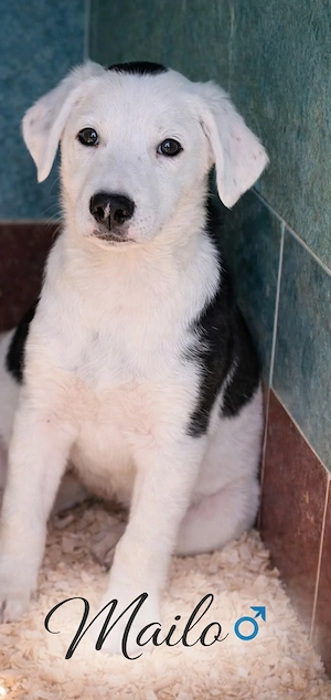 Welpe Rüde Männlich weiß-schwarz sucht dringend seine Menschen