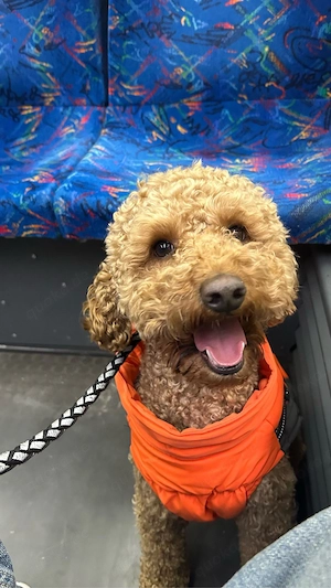 Braun Pudel Deckrüde   3 Jahre 