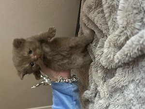 Bkh Kitten Cinnamon  Bild 3