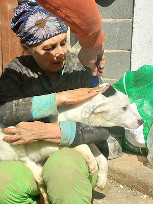 Welpe Rüde Männlich weiß-schwarz sucht dringend seine Menschen Bild 5