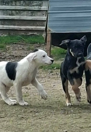 Welpe Rüde Männlich weiß-schwarz sucht dringend seine Menschen Bild 2
