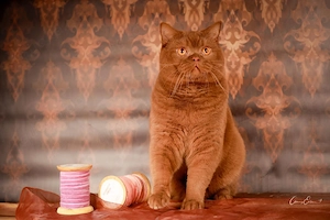 Bkh Kitten Cinnamon  Bild 9