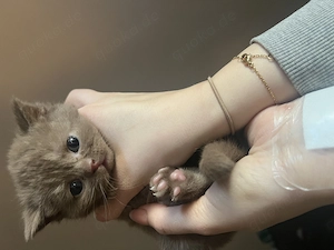 Bkh Kitten Cinnamon  Bild 4