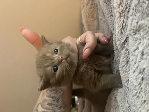 Bkh Kitten Cinnamon  Bild 5