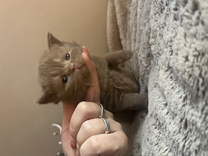 Bkh Kitten Cinnamon  Bild 6