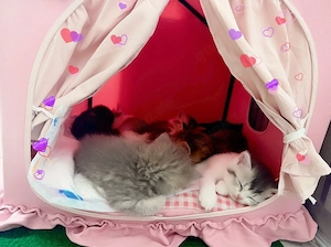 Zuckersüsse Reinrassige Bkh Kitten