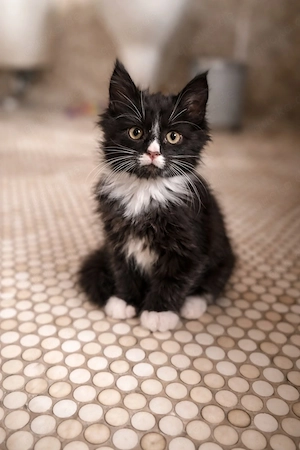  2 Süße Kätzchen suchen ein liebevolles Zuhause   