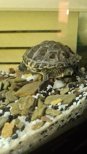 Chinesische Dreikielschildkröte mit terrarium 