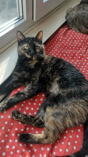Bildschöne Tortie Katze, 2 Jahre