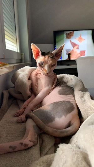 Kanadische Spynx katze