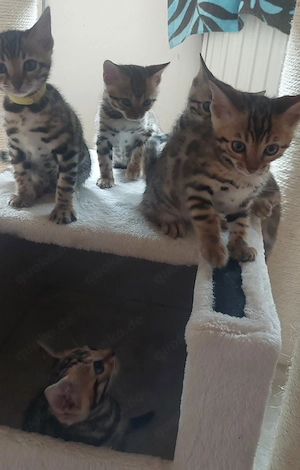Reinrassige Bengalkitten