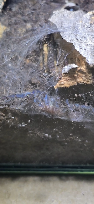 Chromatopelma cyaneopubescens