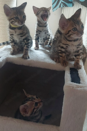 Reinrassige Bengalkitten