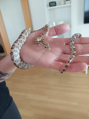 Kornnatter 1.0 (von Juli '25) mit Terra und Zubehör wegen persönlicher Probleme abzugeben 